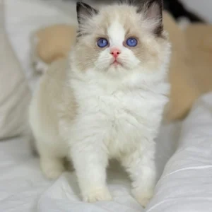 leon ragdoll seal male