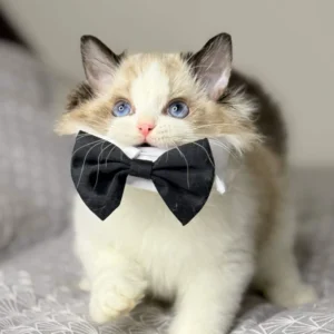 durick ragdoll seal male