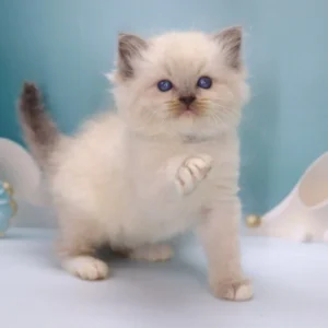 marmalade ragdoll blue male